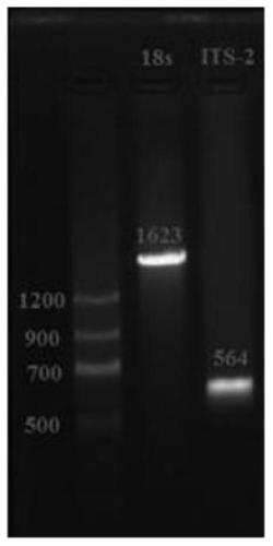 PCR method of raillietina echinobothrida identification