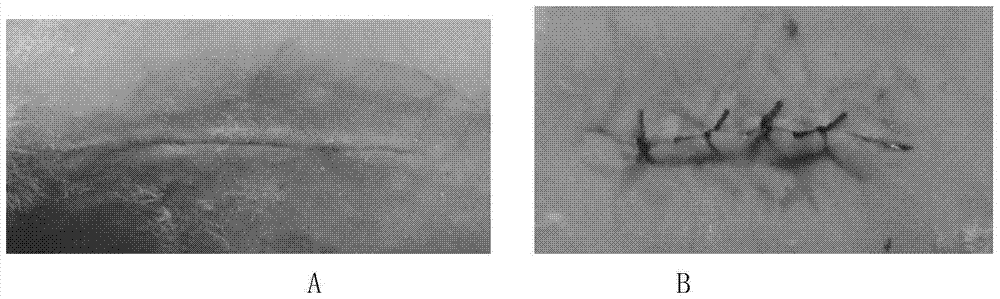 Application of Giant Salamander Mucus in Preparation of Adhesive