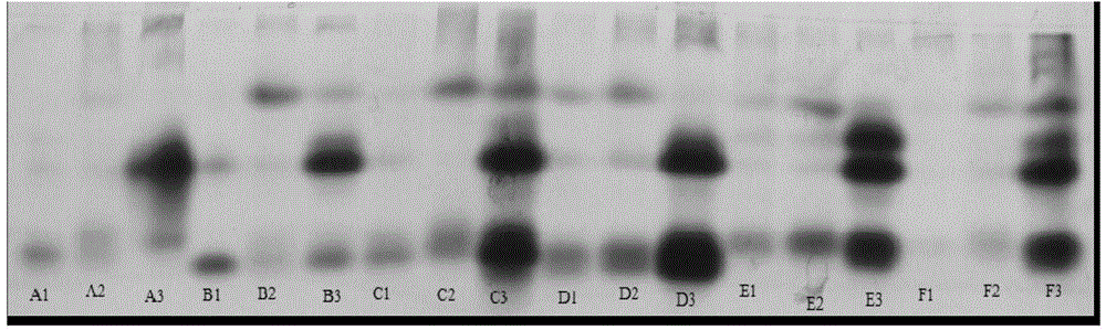 Method for identifying hybrid seeds of winter cole-wort and mustard type winter rape