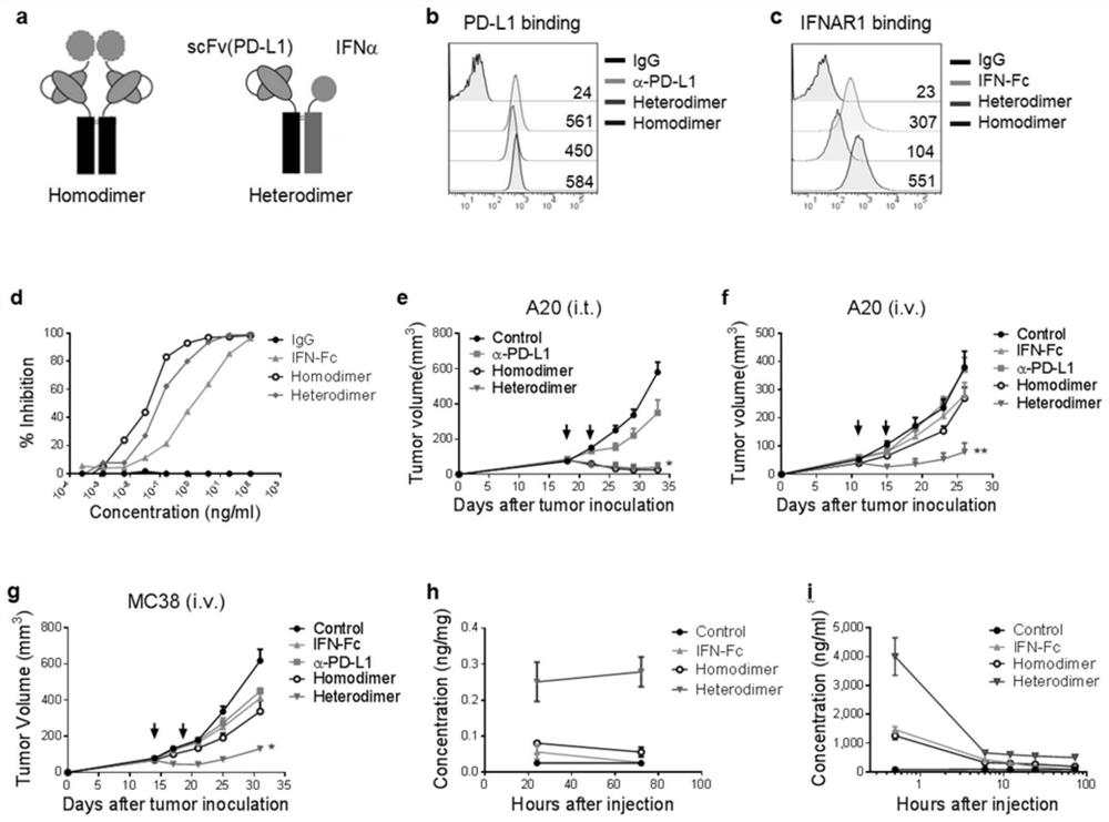 A fusion protein of IFN and anti-PD-L1 antibody and its application