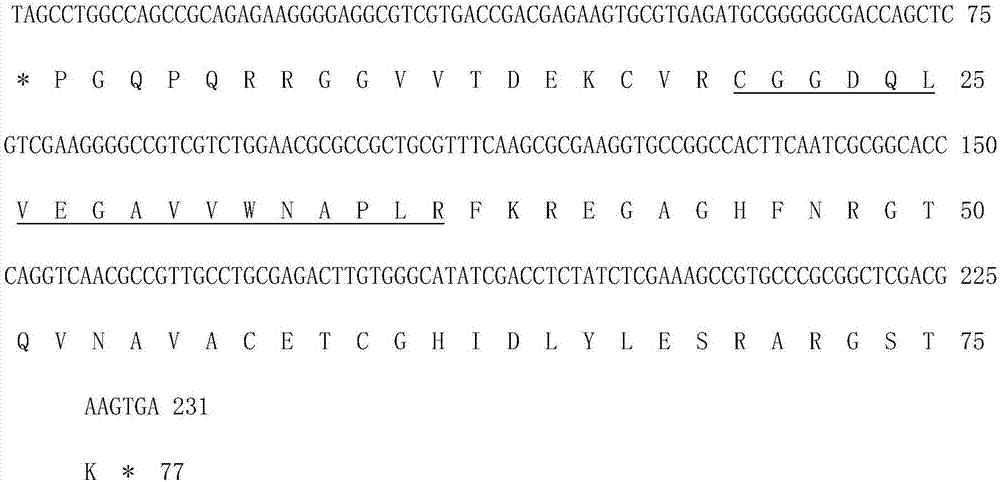 Mycobacterium tuberculosis H37Rv coding gene and application thereof