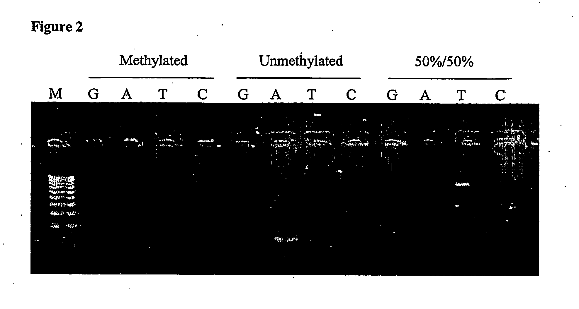 Nucleic acid detection assay