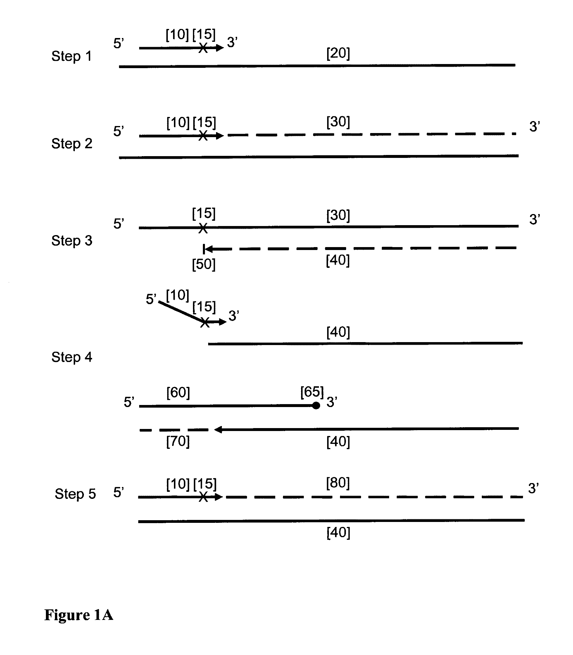 Nucleic acid amplification