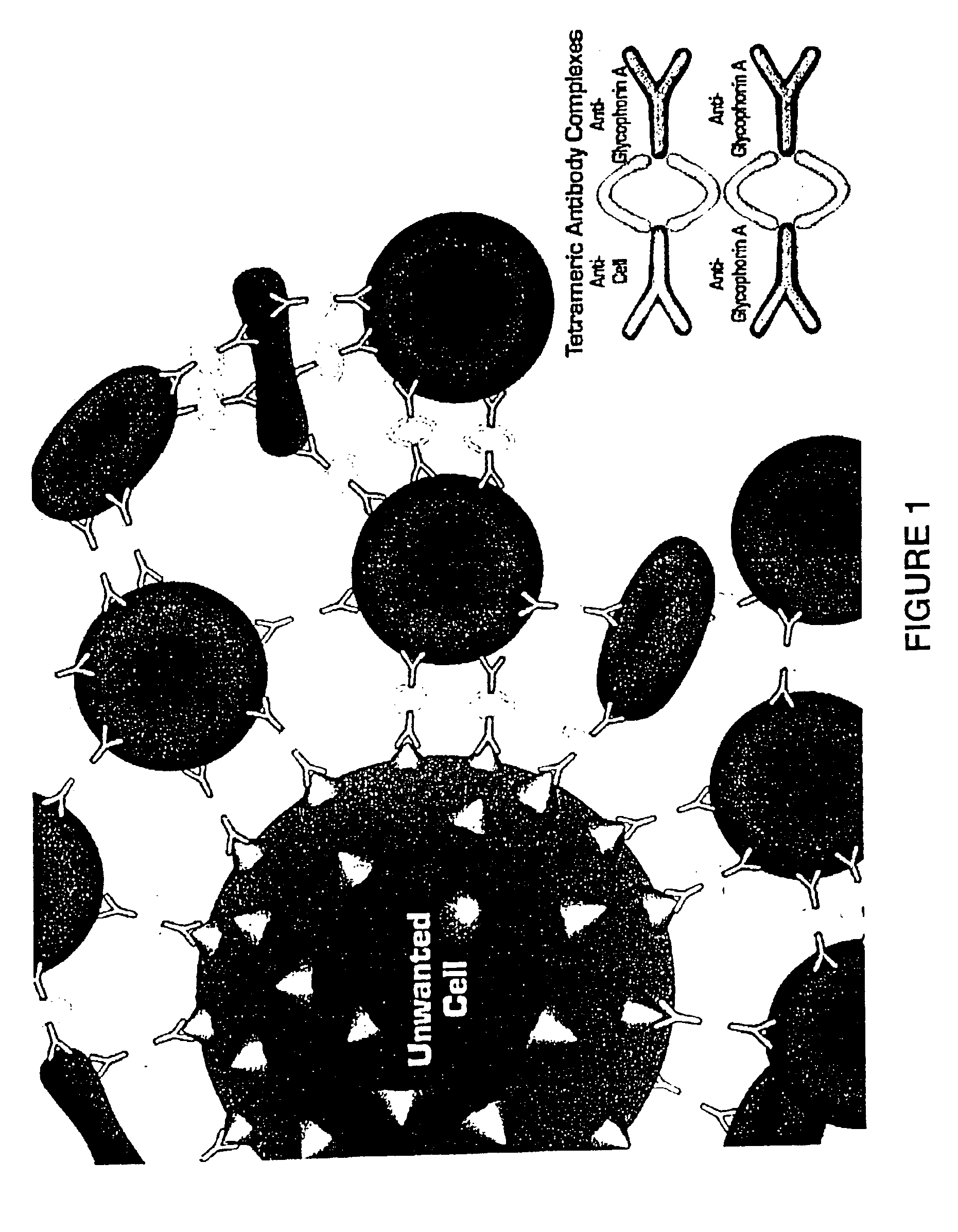 Method for separating cells using immunorosettes
