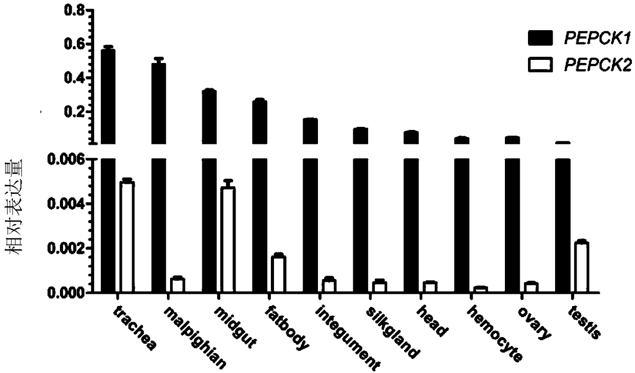 Bombyx mori bmpepck-2 gene and its application