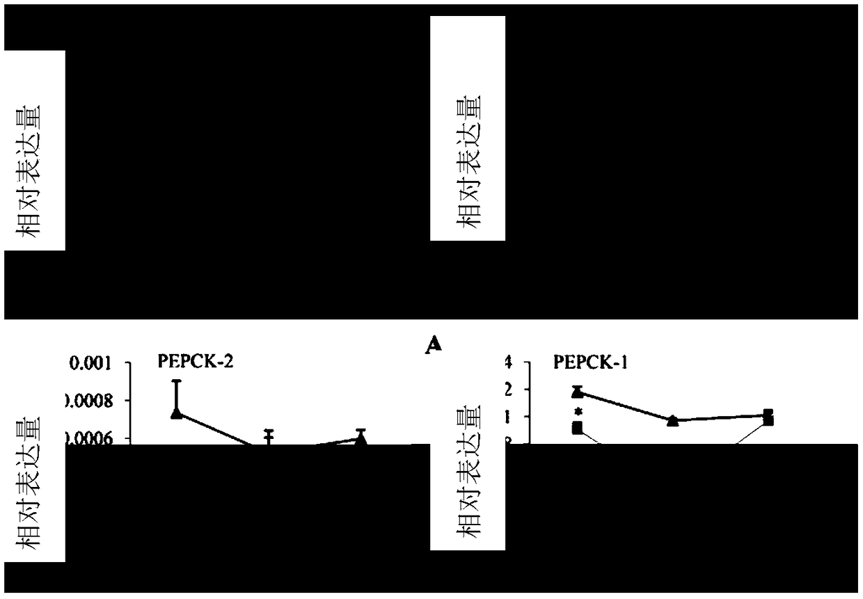 Bombyx mori bmpepck-2 gene and its application