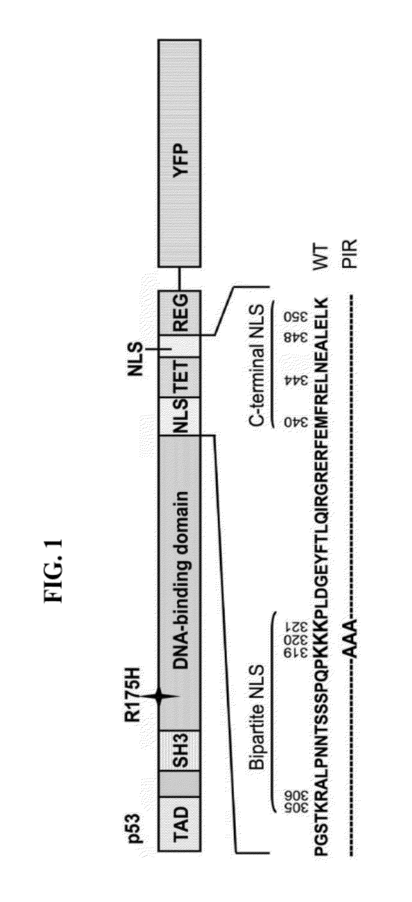 Proteasome inhibitors and uses thereof