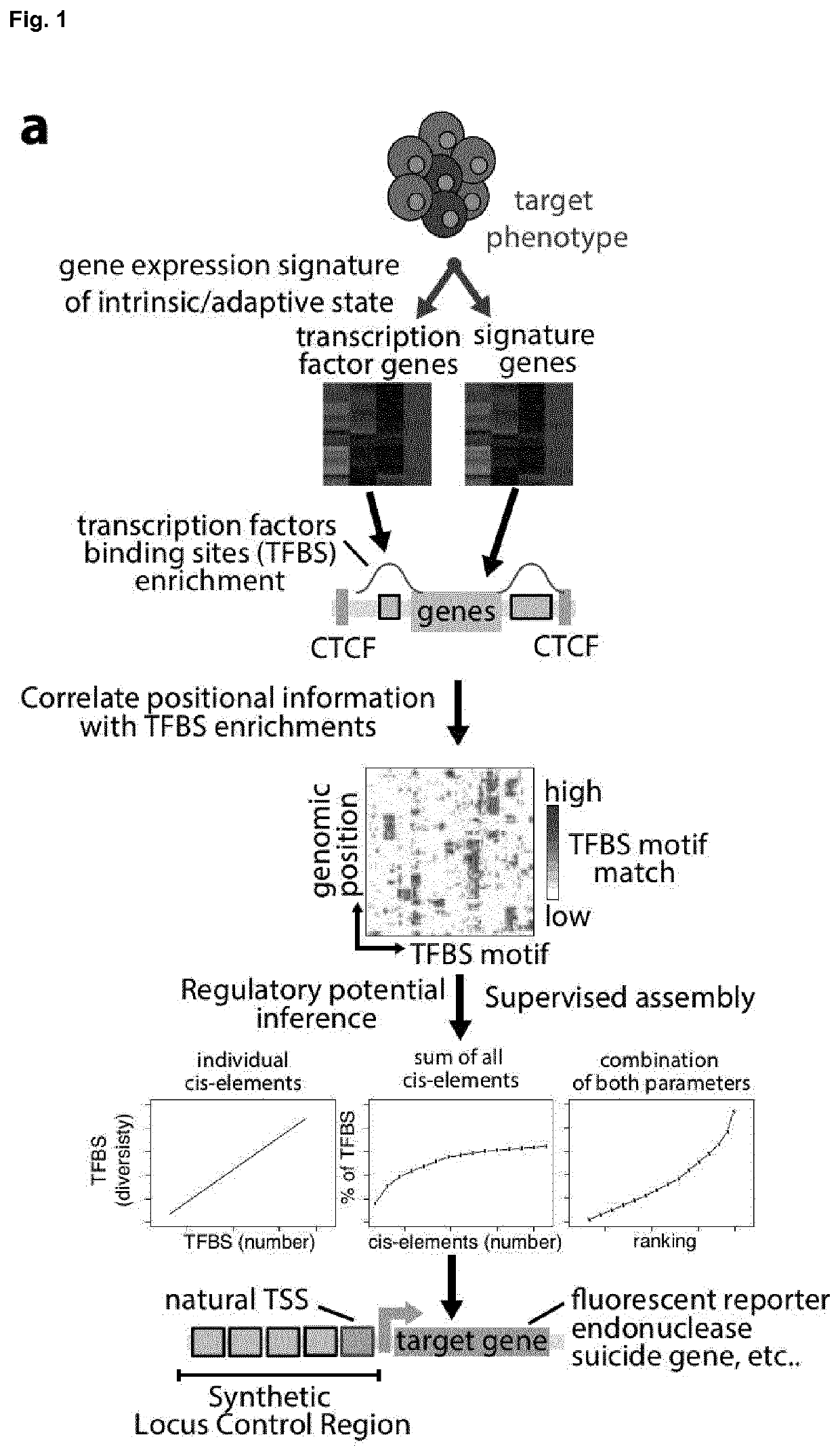 Method for Engineering Synthetic Cis-Regulatory DNA