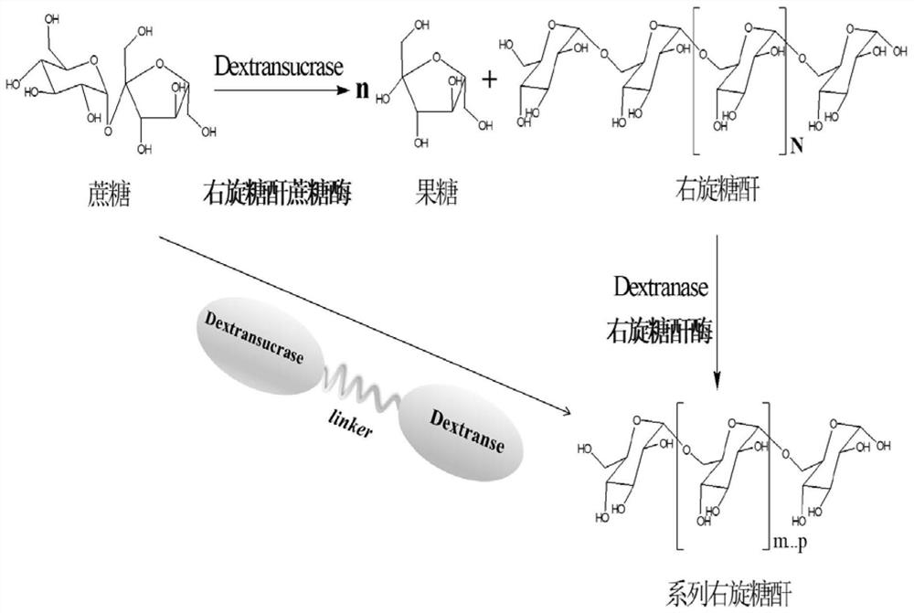 Fusion enzyme for directional synthesis of dextran as well as construction method and application thereof