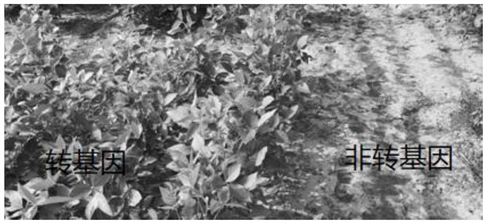Herbicide-resistant and insect-resistant transgenic soybean Jinjing bean 321 and specific detection method thereof