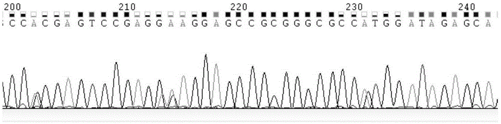 Kit and method for typing HLA gene