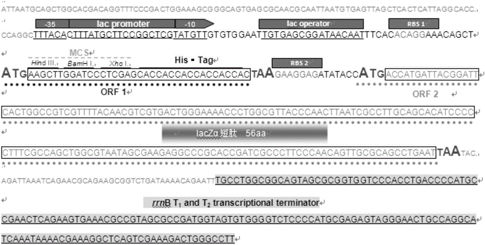 Bicistronic specific DNA utilizing lacZ alpha oligopeptide encoding gene as second gene encoding frame and application of bicistronic specific DNA