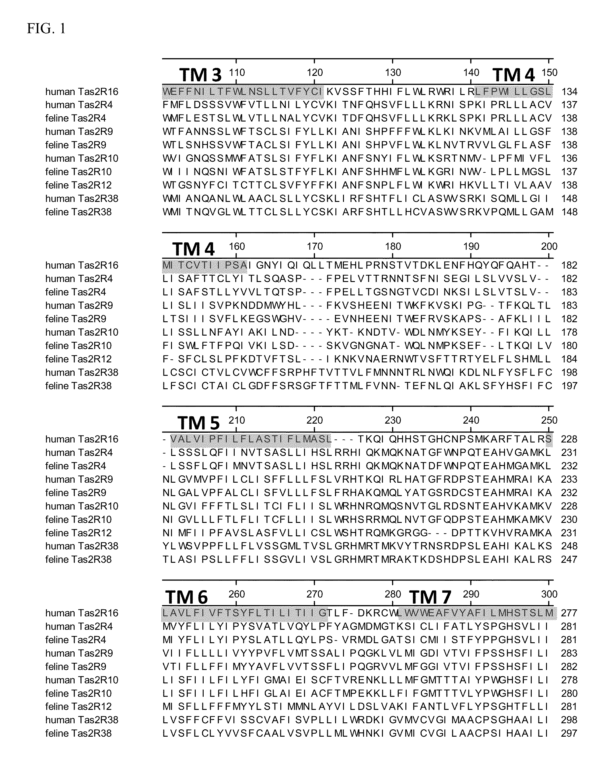 Feline bitter taste receptors and methods