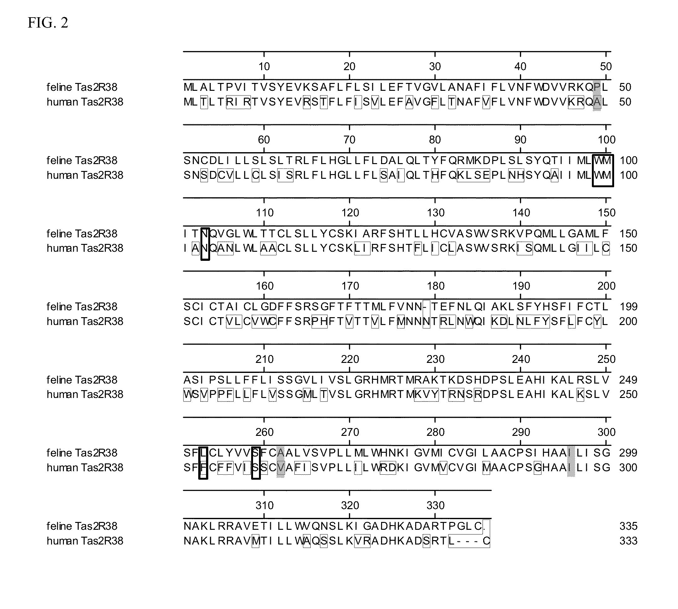 Feline bitter taste receptors and methods