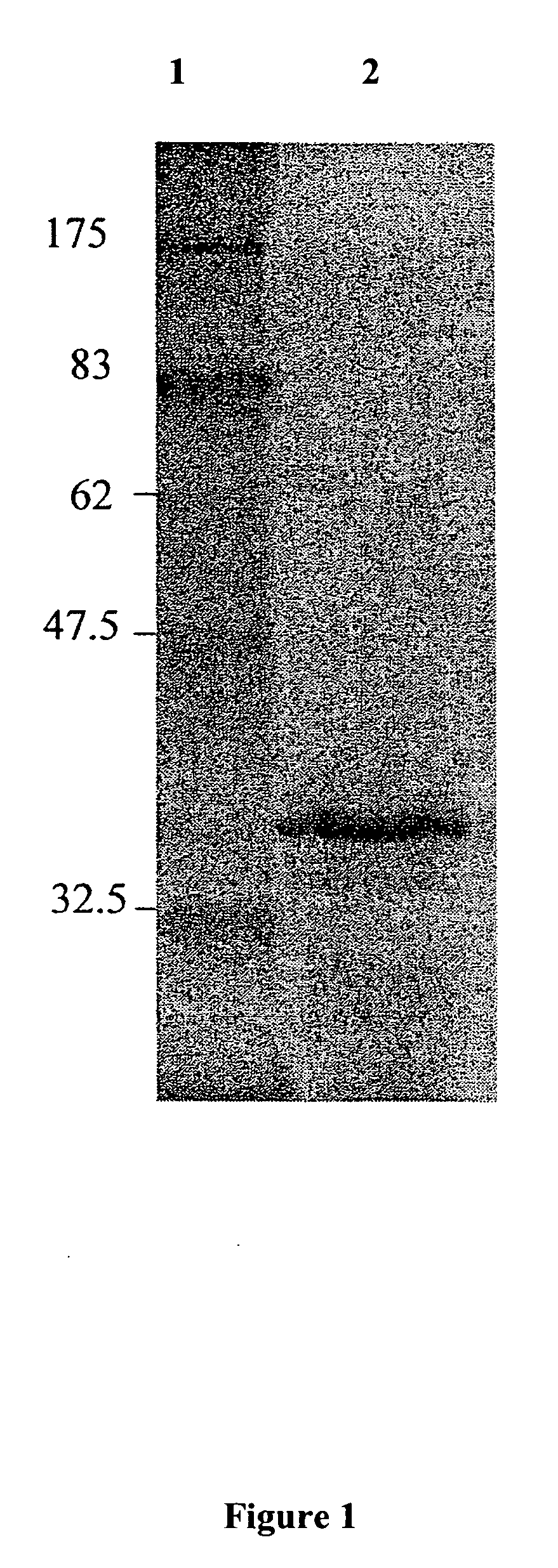 Promoters and proteins from Clostridium thermocellum and uses thereof