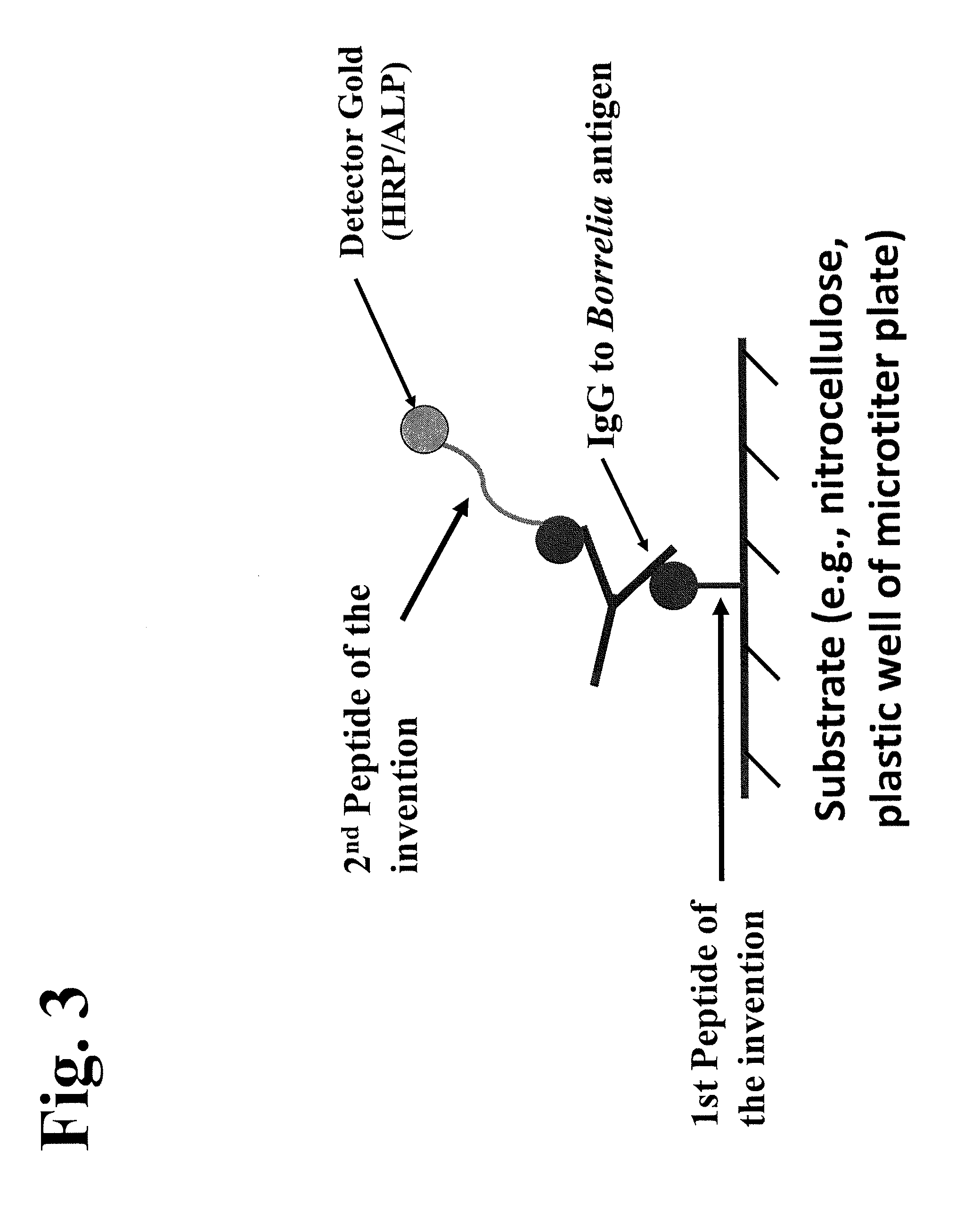 Peptides and methods for the detection of Lyme disease antibodies
