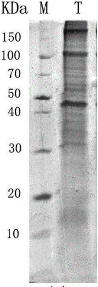 A method for isolating toxin protein from white jellyfish tentacles