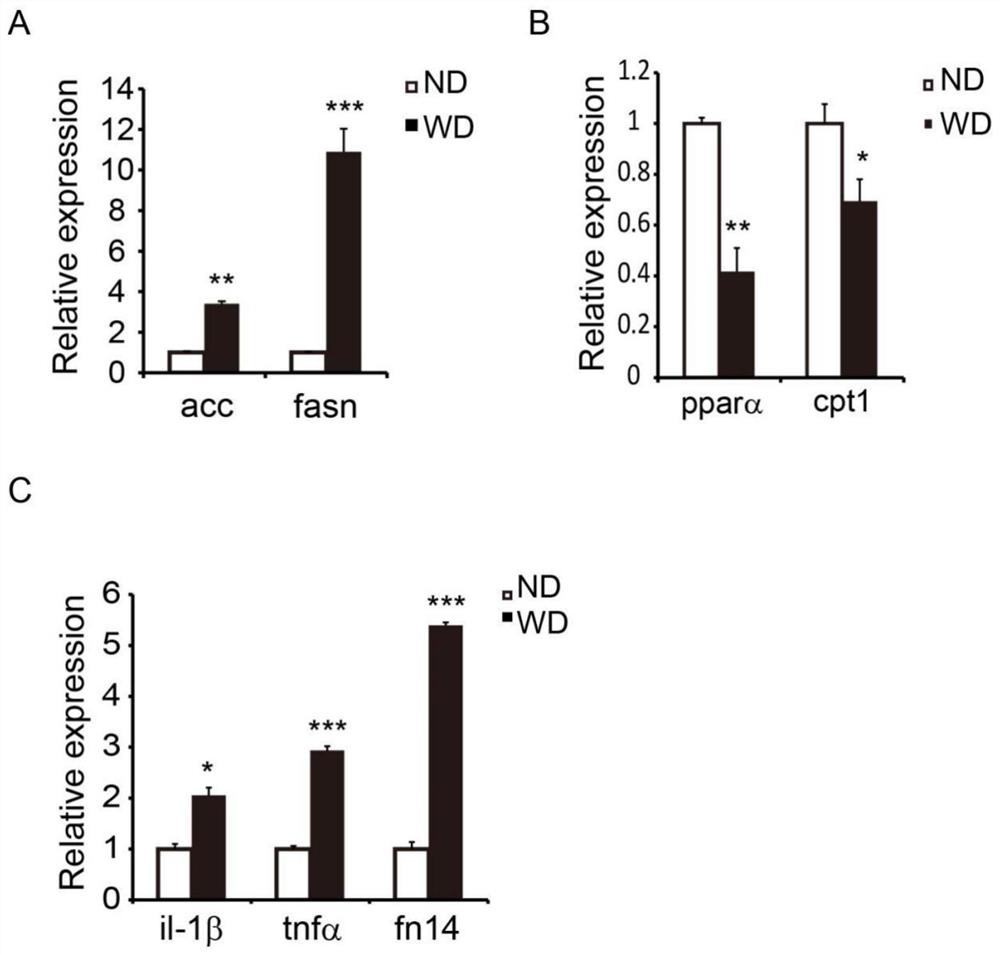 tiRNA-Val antisense strand inhibitor and application thereof