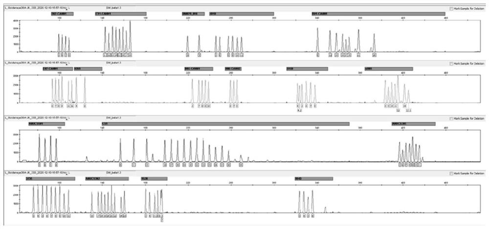 Primer composition, kit and method for composite identification of polymorphic genetic marker of industrial cannabis sativa