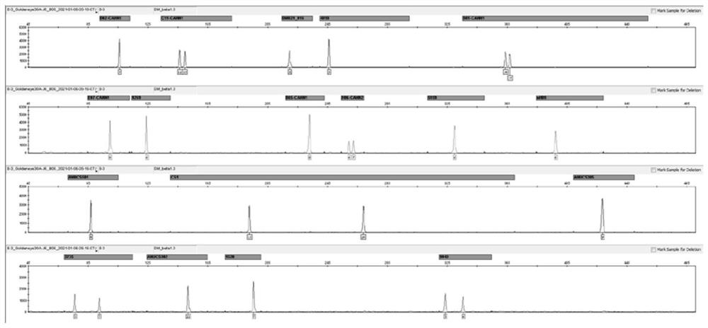 Primer composition, kit and method for composite identification of polymorphic genetic marker of industrial cannabis sativa