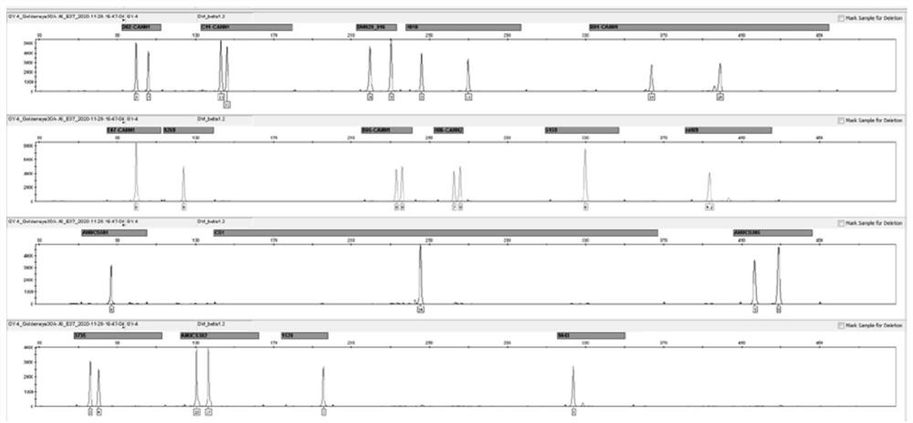 Primer composition, kit and method for composite identification of polymorphic genetic marker of industrial cannabis sativa