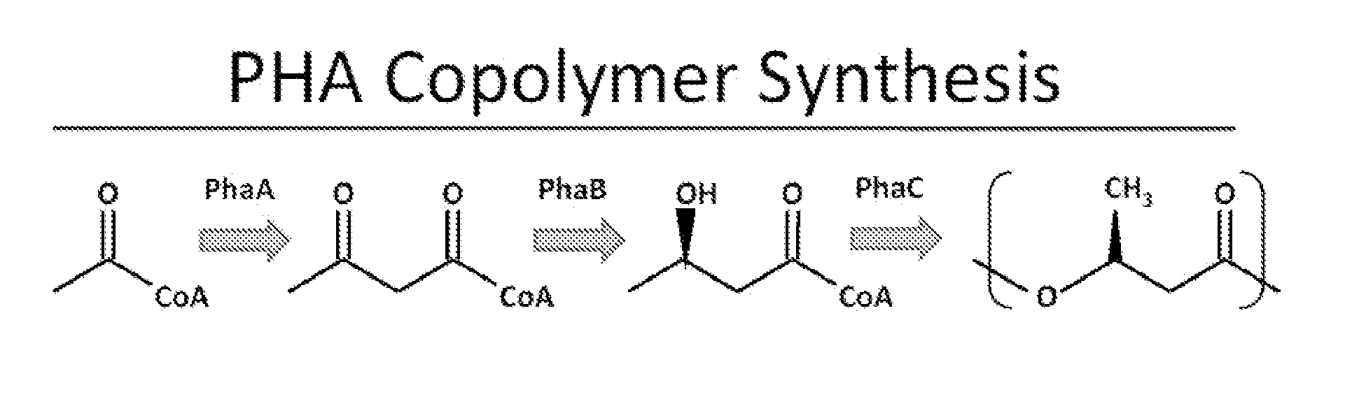 Methods for producing polyhydroxyalkanoate copolymer with high medium chain length monomer content