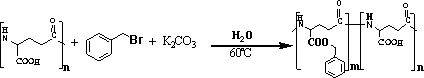 A kind of synthesis method of γ-pga-bn with controllable degree of esterification