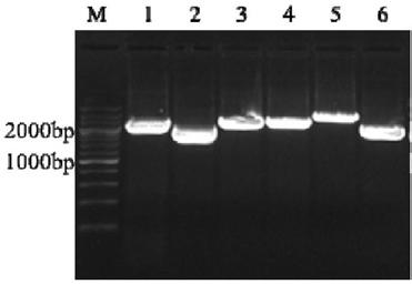 Heat-stable gene VIII type Newcastle disease attenuated strain exogenous gene expression vector