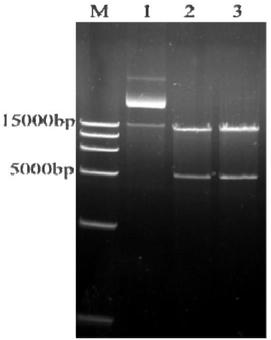 Heat-stable gene VIII type Newcastle disease attenuated strain exogenous gene expression vector