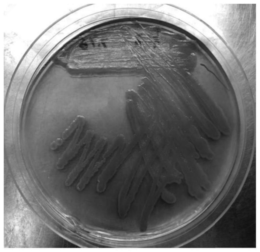 A kind of biological antibacterial agent of emulsified water-based metalworking fluid and preparation method thereof