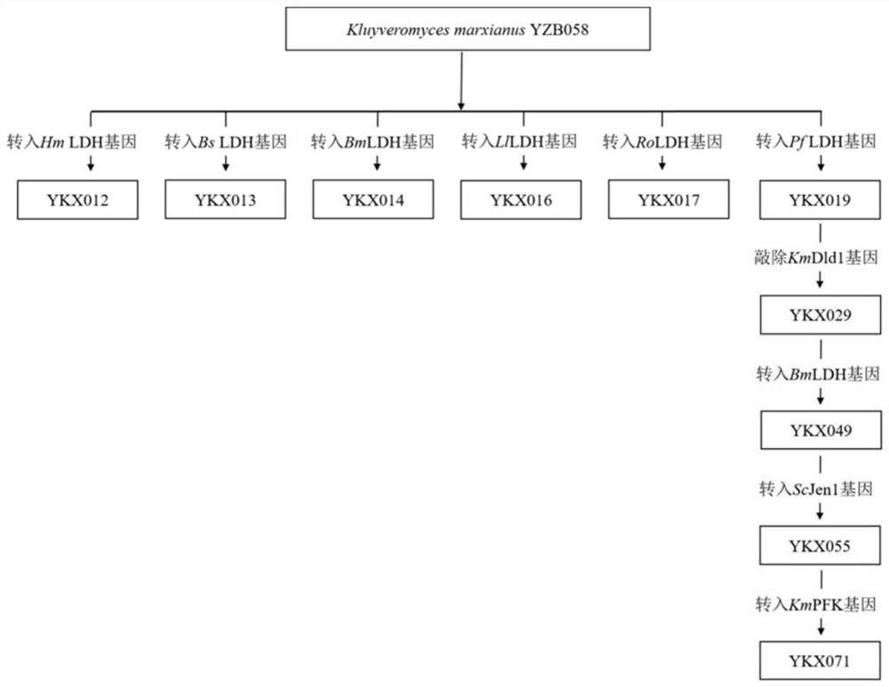 Construction and application of heat-resistant yeast engineering strains for l-lactic acid production