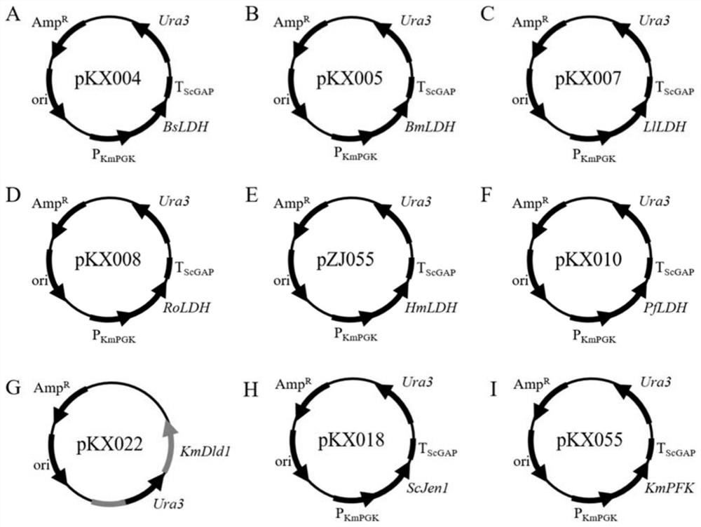 Construction and application of heat-resistant yeast engineering strains for l-lactic acid production