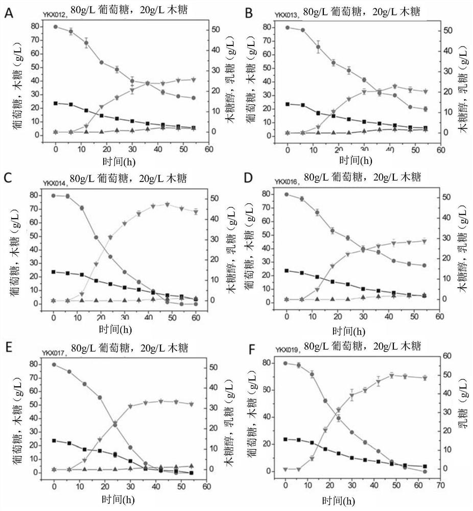 Construction and application of heat-resistant yeast engineering strains for l-lactic acid production