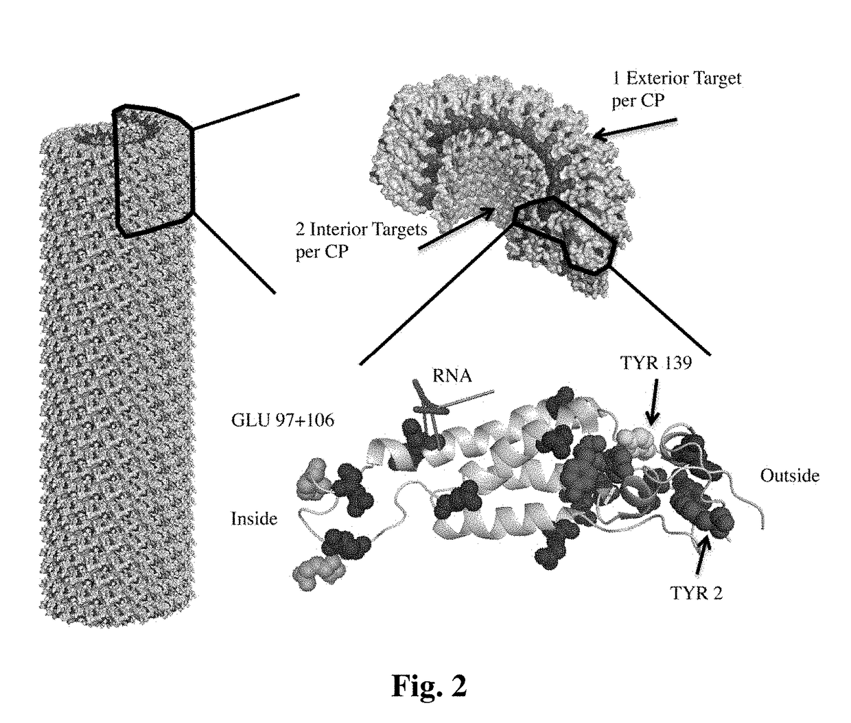 Rod-shaped plant virus nanoparticles as imaging agent platforms