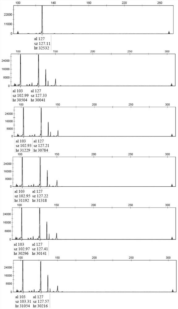 SSR (Simple Sequence Repeat) fingerprint spectrum identification method and construction method of golden yellow stropharia rugoso-annulata strain