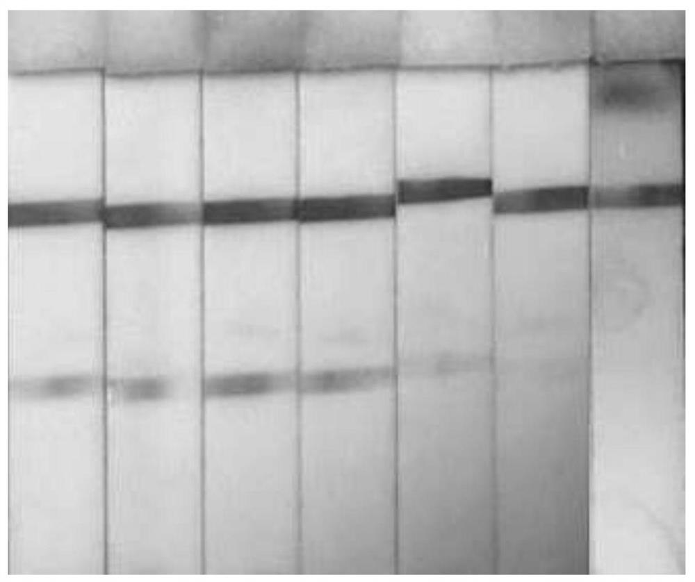 Dengue virus high-sensitivity detection method established based on nano magnetic bead immunochromatography technology