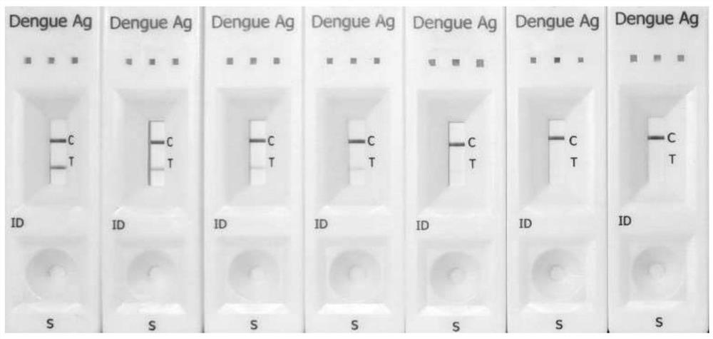 Dengue virus high-sensitivity detection method established based on nano magnetic bead immunochromatography technology