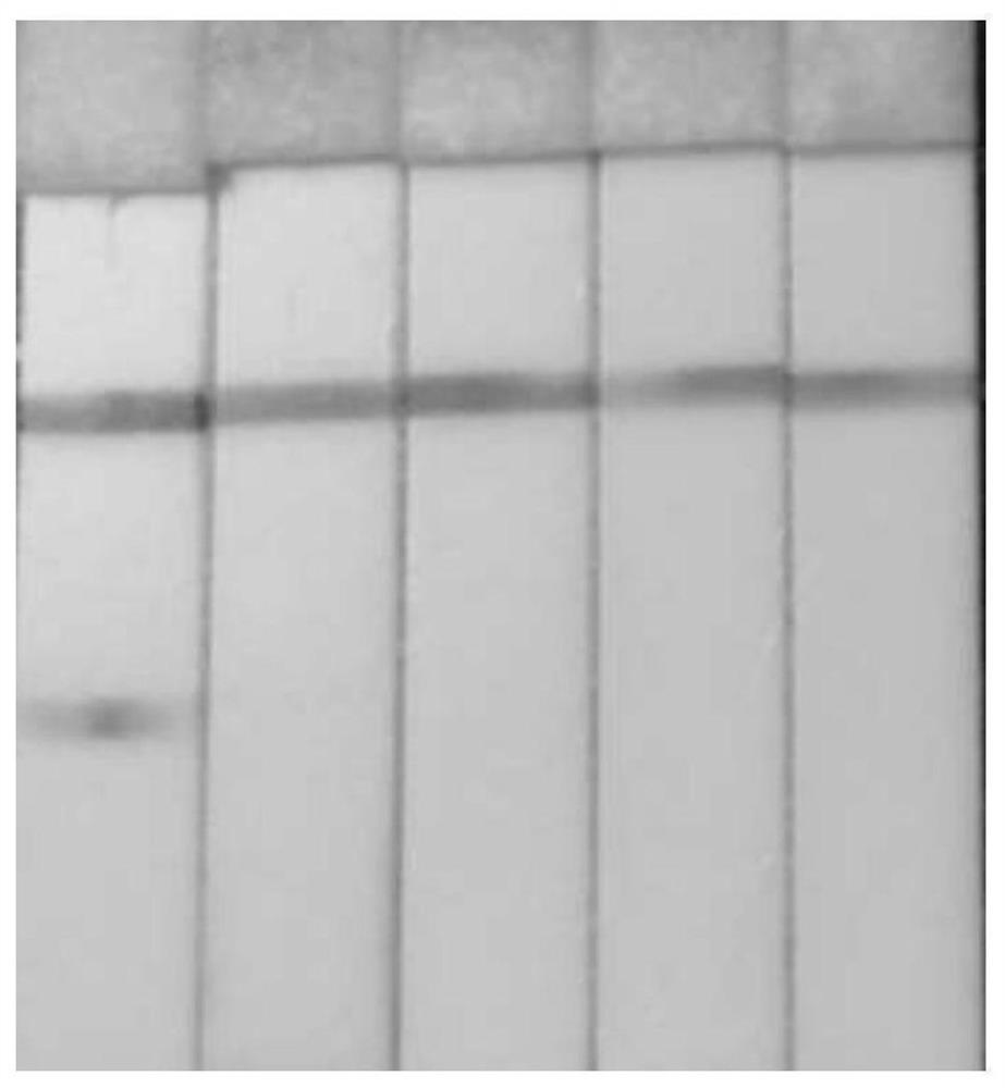 Dengue virus high-sensitivity detection method established based on nano magnetic bead immunochromatography technology