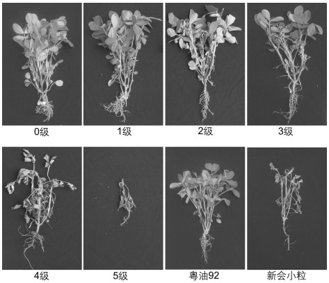 Inoculation identification method for peanut bacterial wilt in field initial flowering stage