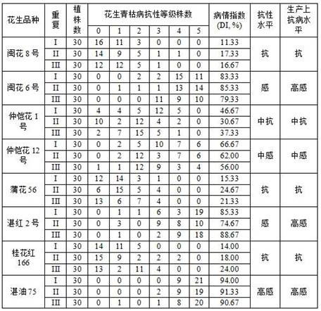 Inoculation identification method for peanut bacterial wilt in field initial flowering stage