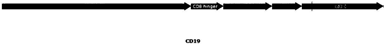 Combined chimerism antigen receptor, expression vector, lentivirus and T-cell