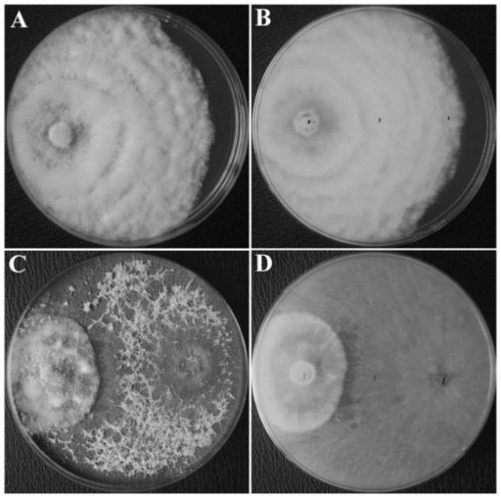 Trichoderma asperellum strain and application thereof