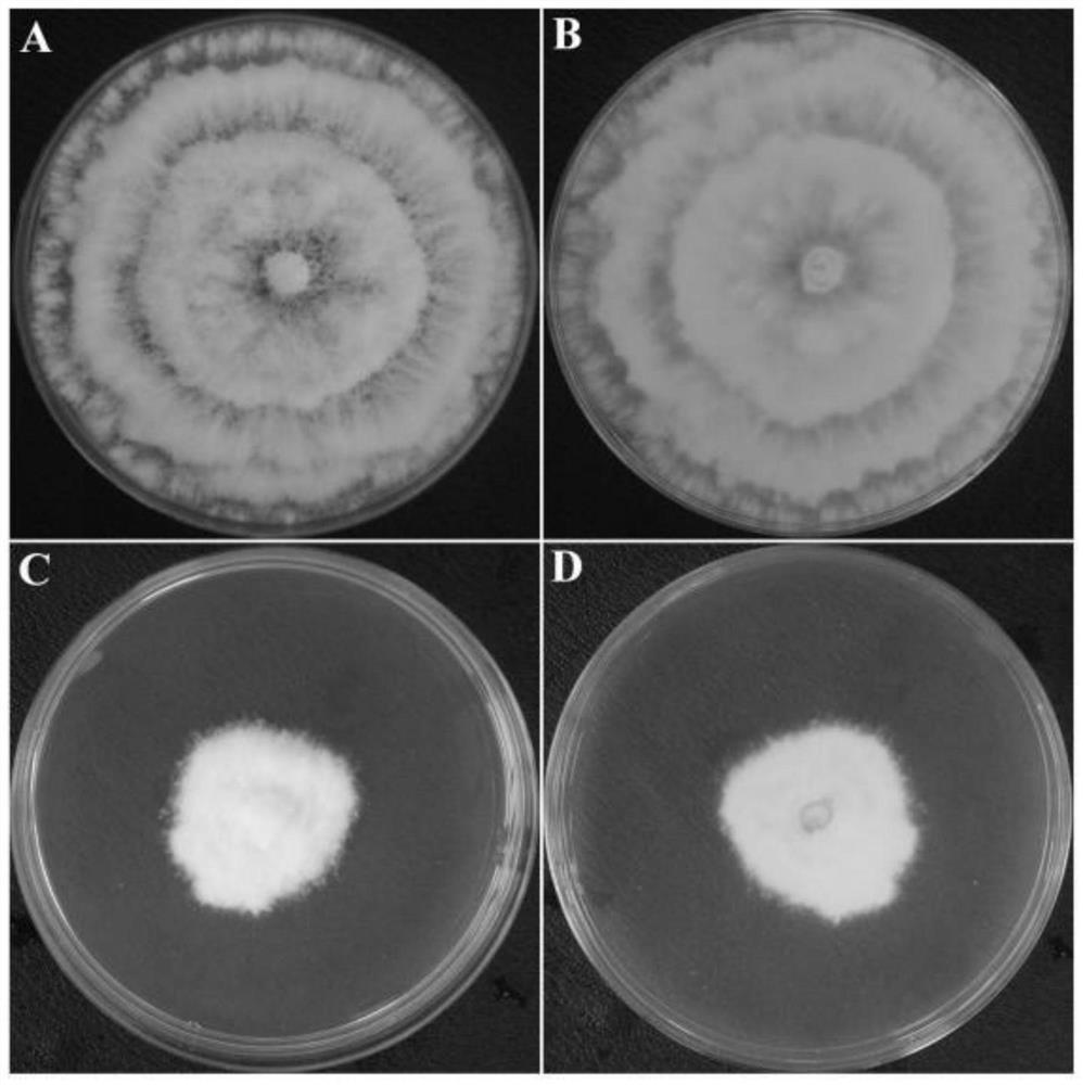 Trichoderma asperellum strain and application thereof