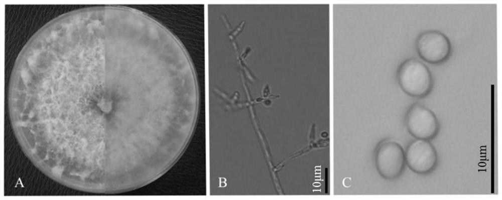 Trichoderma asperellum strain and application thereof