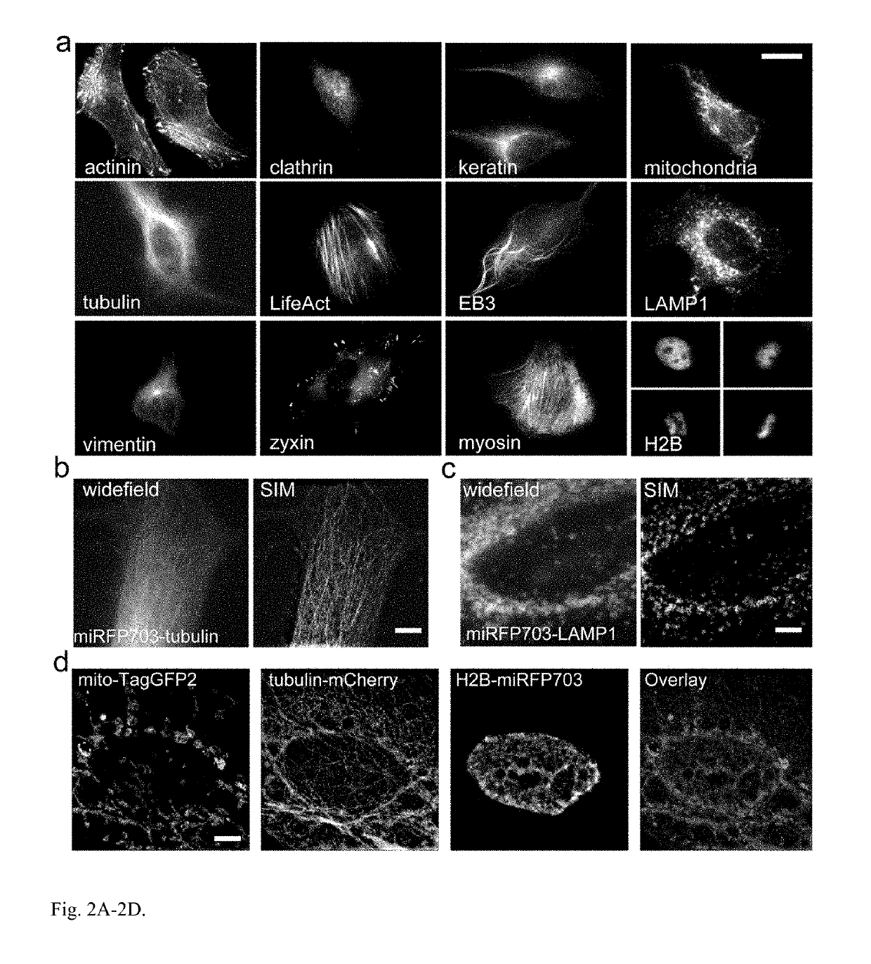 Monomeric near-infrared fluorescent proteins engineered from bacterial phytochromes and methods for making same