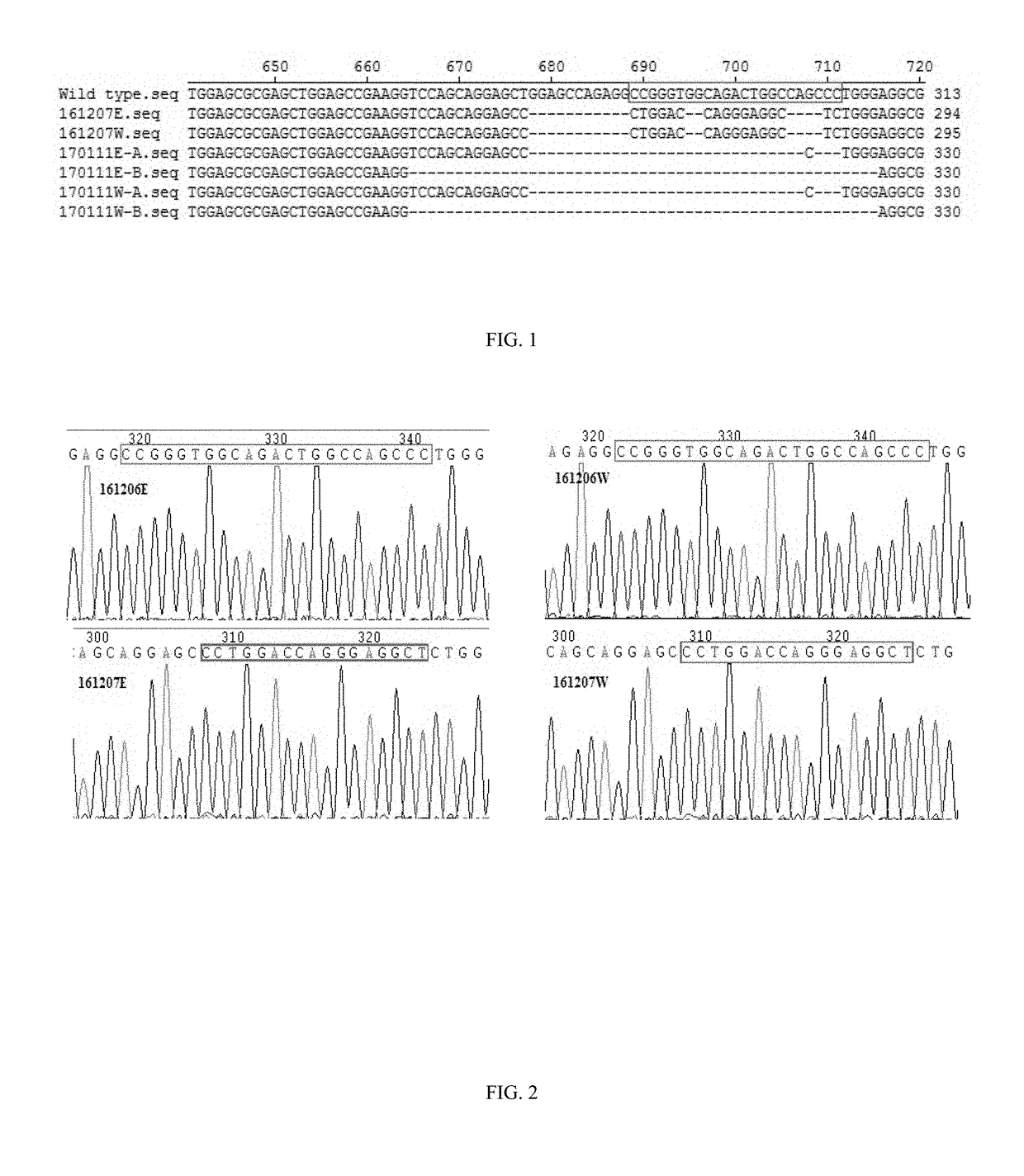 Method for preparing a gene knock-out canine with somatic cell cloning technology