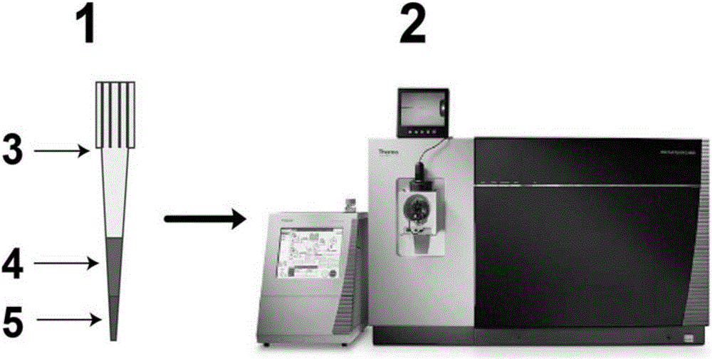 Protein chromatographic separation platform and application thereof