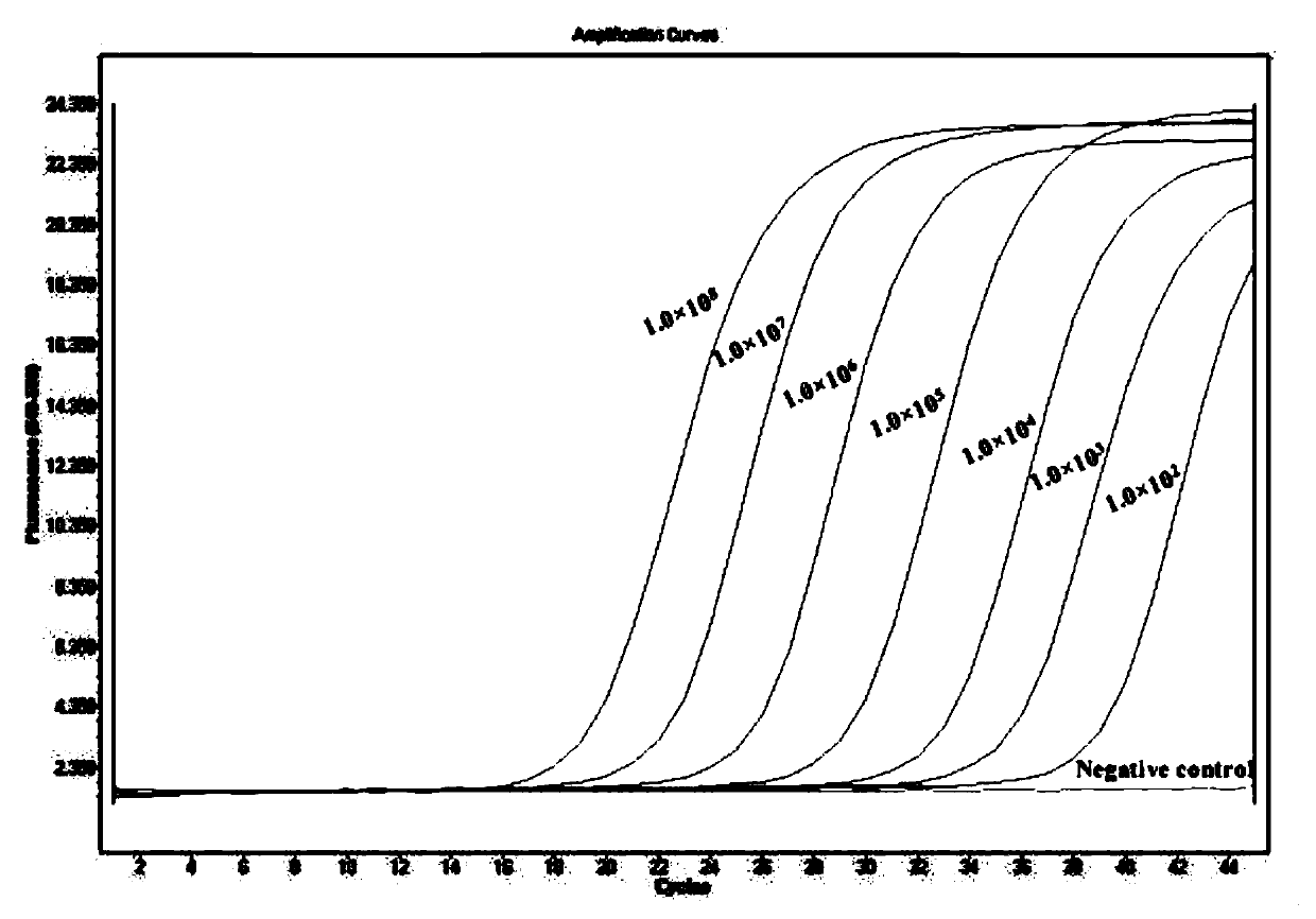 Double qPCR method for rapidly detecting chlamydia trachomatis, primer and probe