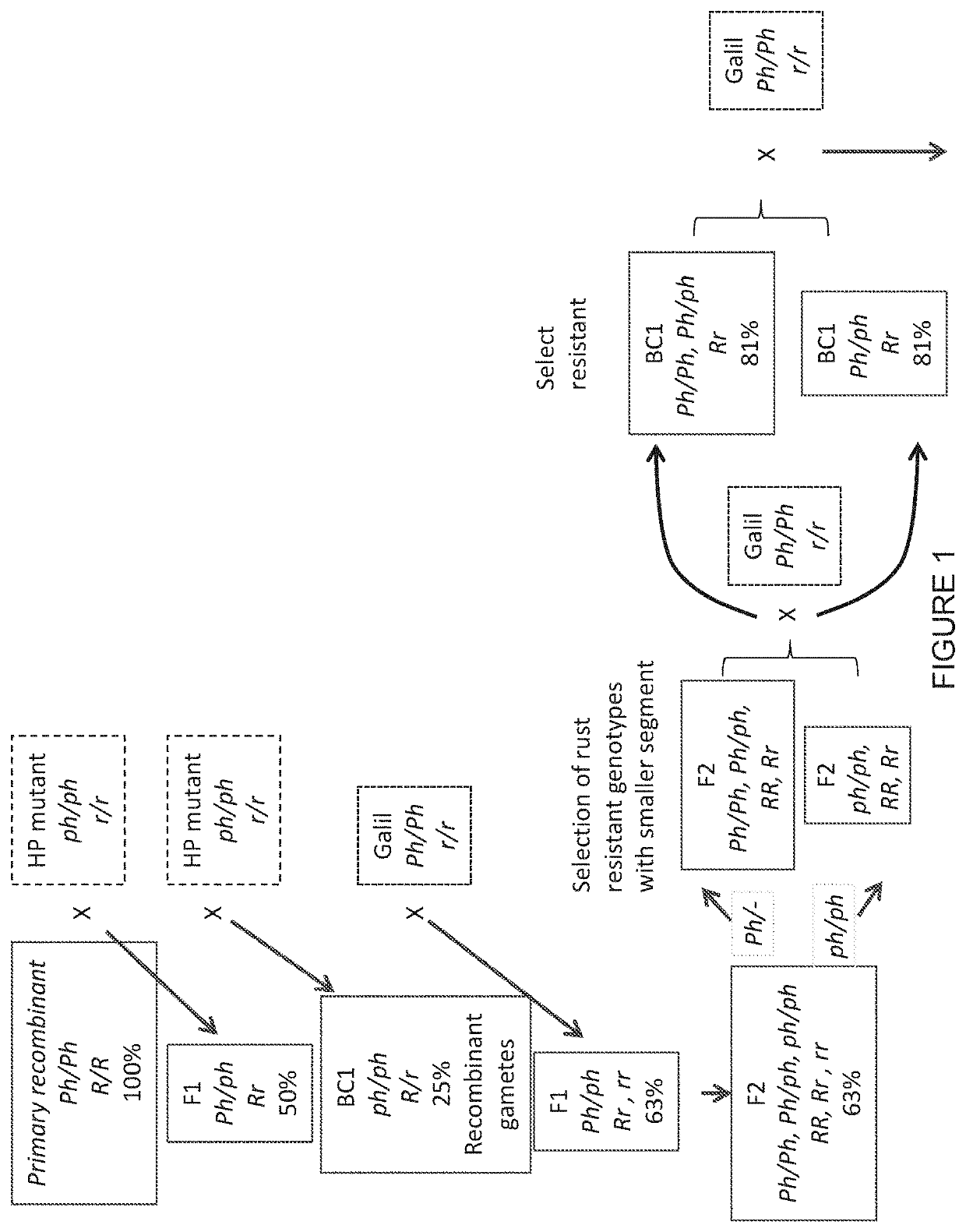 Compositions and methods conferring resistance to rust diseases