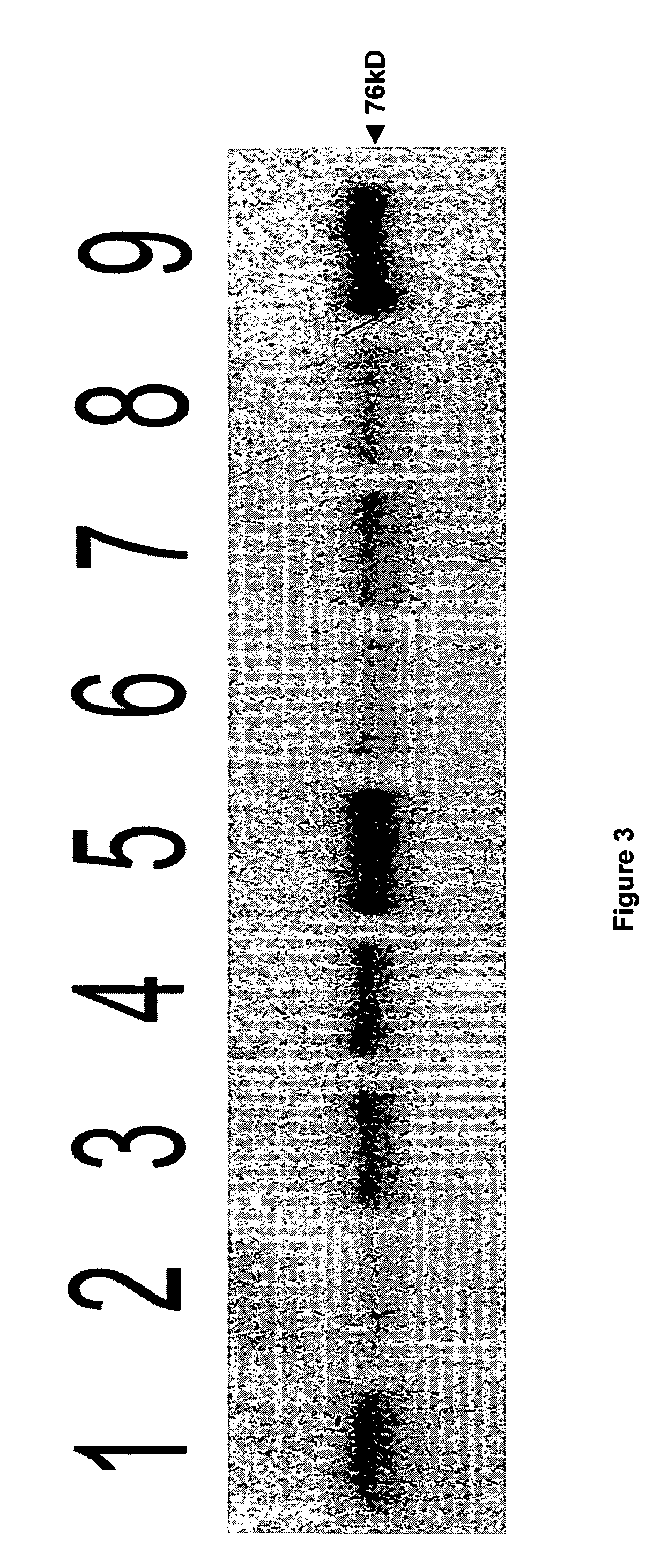 Methods and products which utilize N-acyl-L-aspartic acid